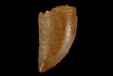 Serrated, Raptor Tooth - Real Dinosaur Tooth #115939-1